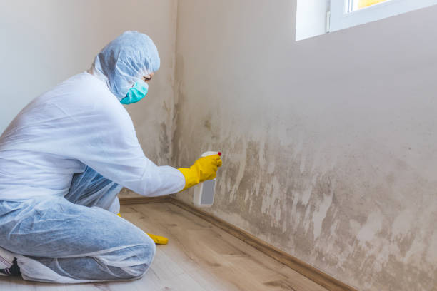 Licensed Mold Inspection And Testing service in Yorktown, TX - 24 Hour Mold Removal