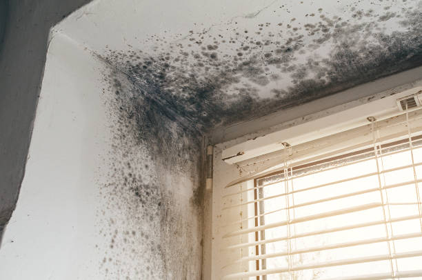 Affordable Mold Inspection And Testing solutions in Yorktown, TX